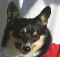 Please donate to AZ Cactus Corgi Rescue