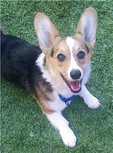 corgi puppies az arizona cactus corgi rescue dogs for adoption corgi puppies az arizona cactus corgi rescue dogs for adoption