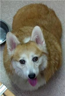 corgi puppies for adoption in ohio baby corgi adoption related keywords suggestions baby corgi adoption corgi puppies for adoption in ohio baby corgi adoption related keywords suggestions baby corgi adoption